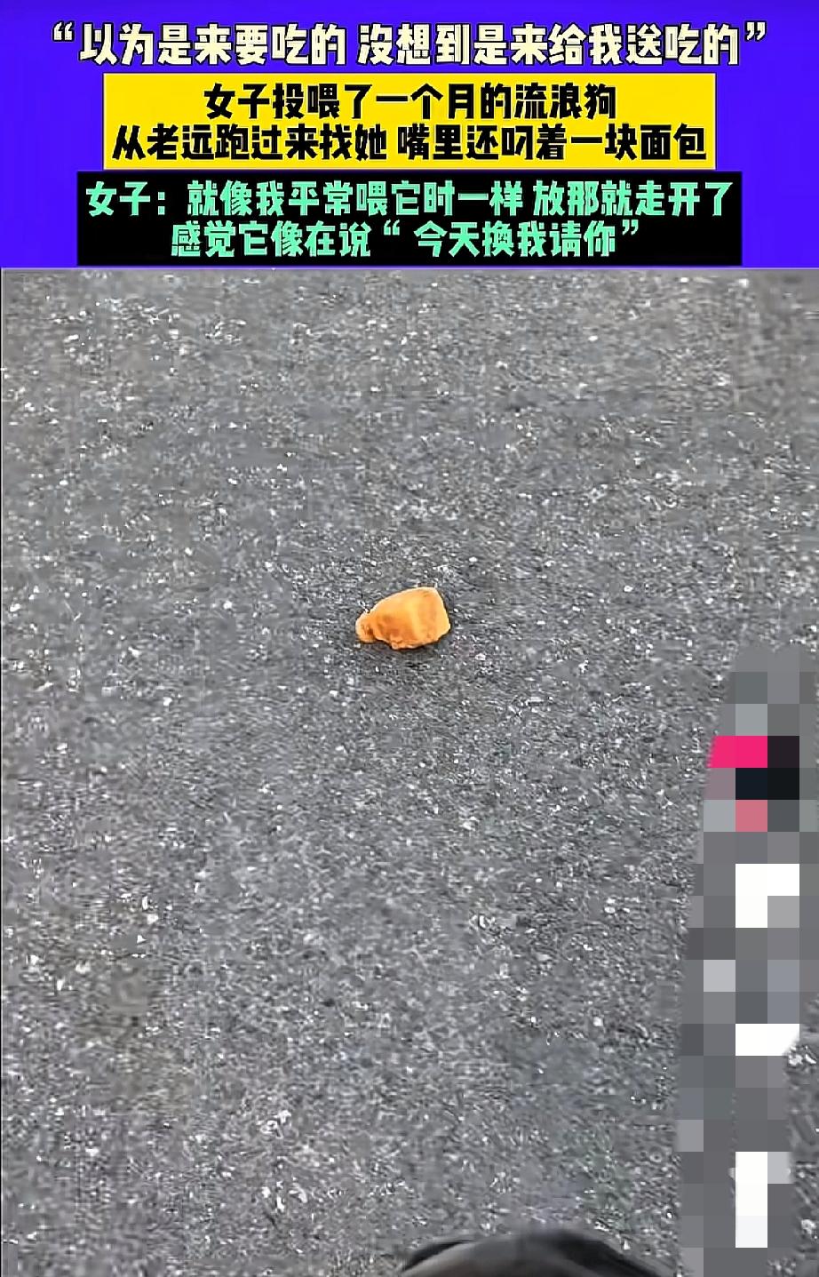 看完河南这只流浪狗的操作，我直接破防到想转发给所有人！女子喂了它一个月，它居然