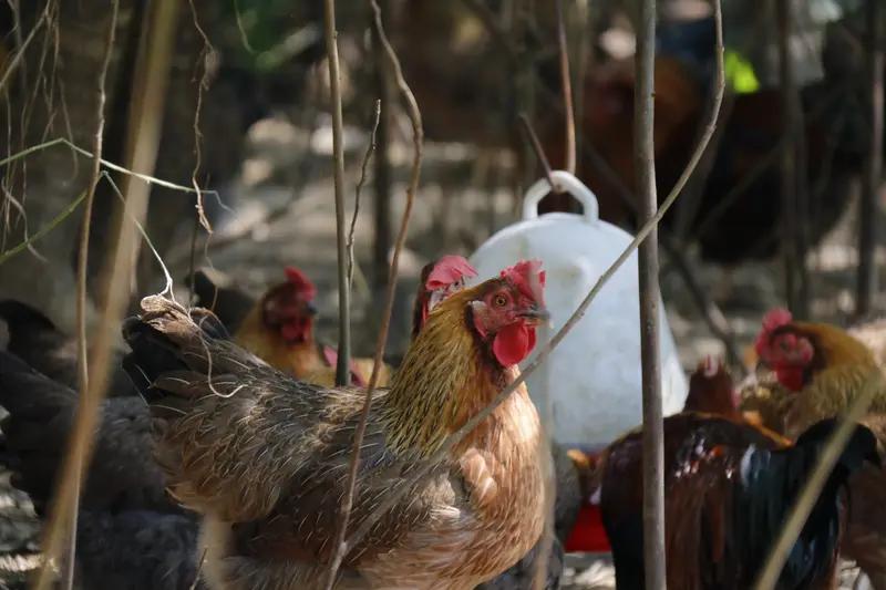 重庆女博士张正芬养鸡一年净赚8.9亿，这故事简直太传奇了！1963年出生的她，毕