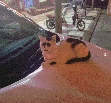 都被打成这样了还在人家车上趴着？