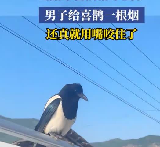 5月29日，辽宁一男子出婚车，喜鹊忽然落在婚车顶上，男子便顺手递了支烟。不料，喜
