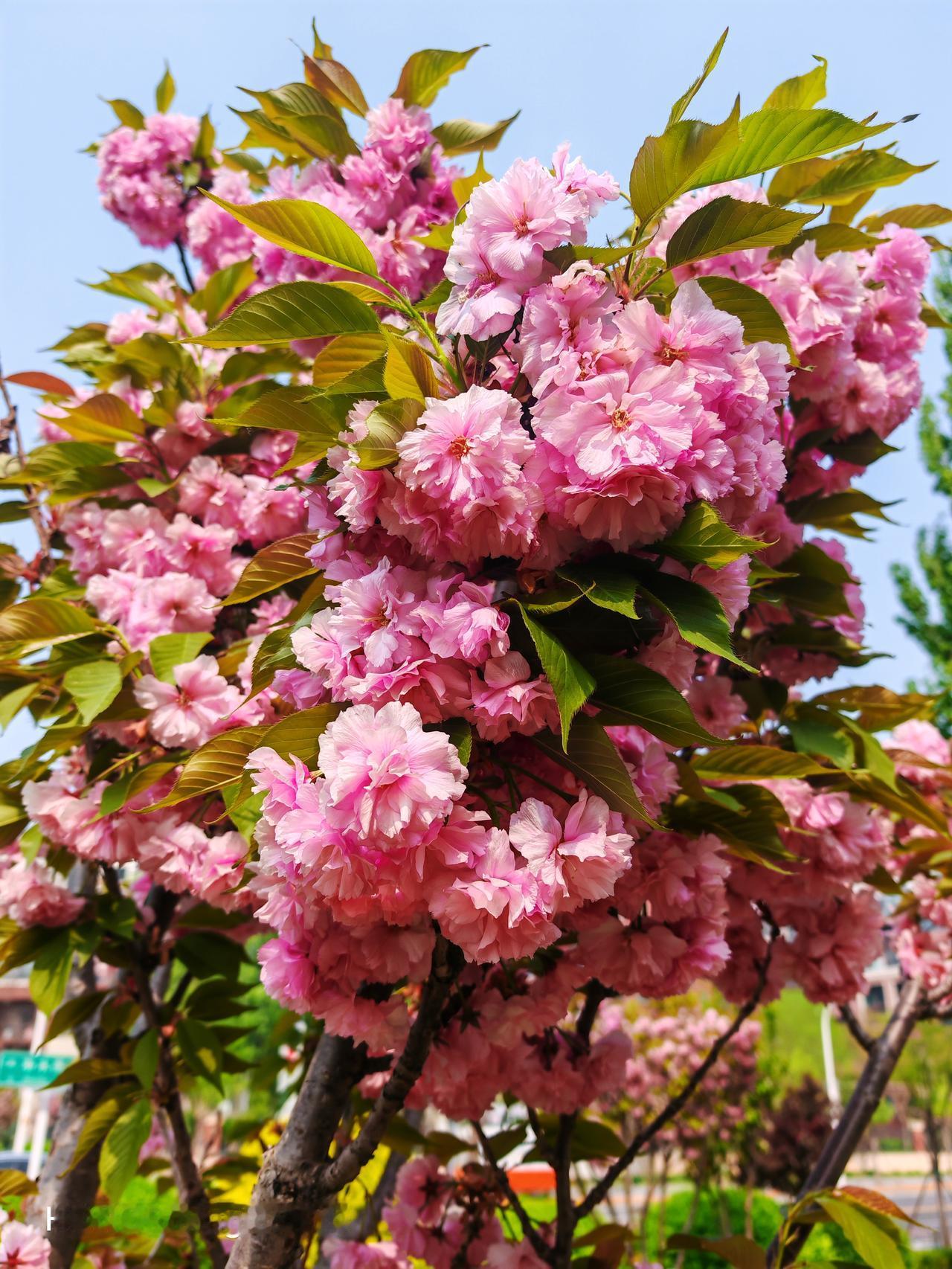 运河故道的景色确实美得让人陶醉，尤其是那红艳艳的榆叶梅，简直是春日里的一抹亮色。
