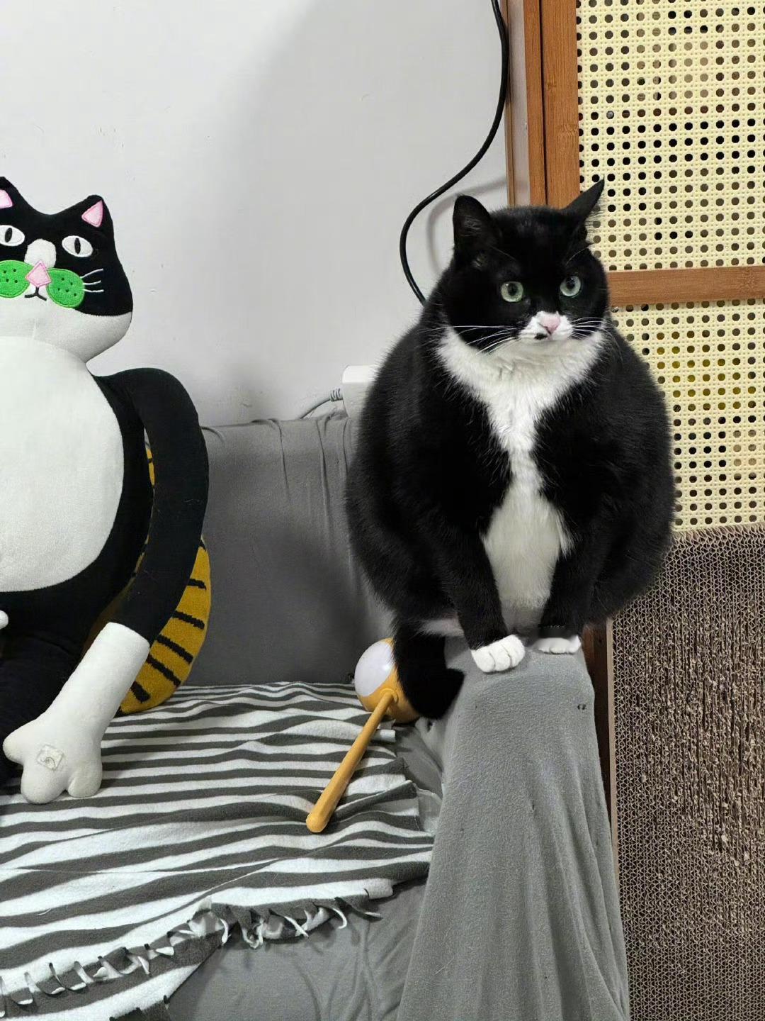 人心中的猫咪是一座大山。假日先疯派春日放个疯​​​