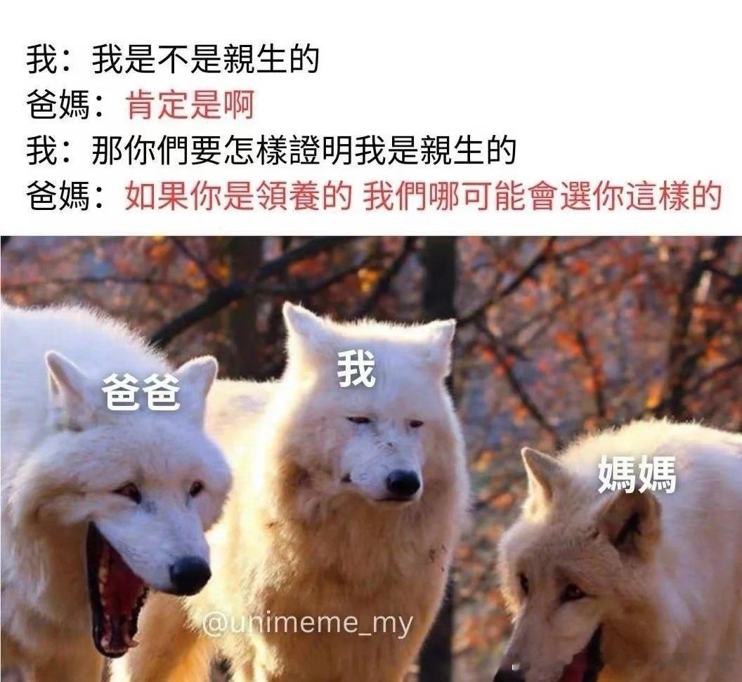 6343亲爸亲妈呀这是