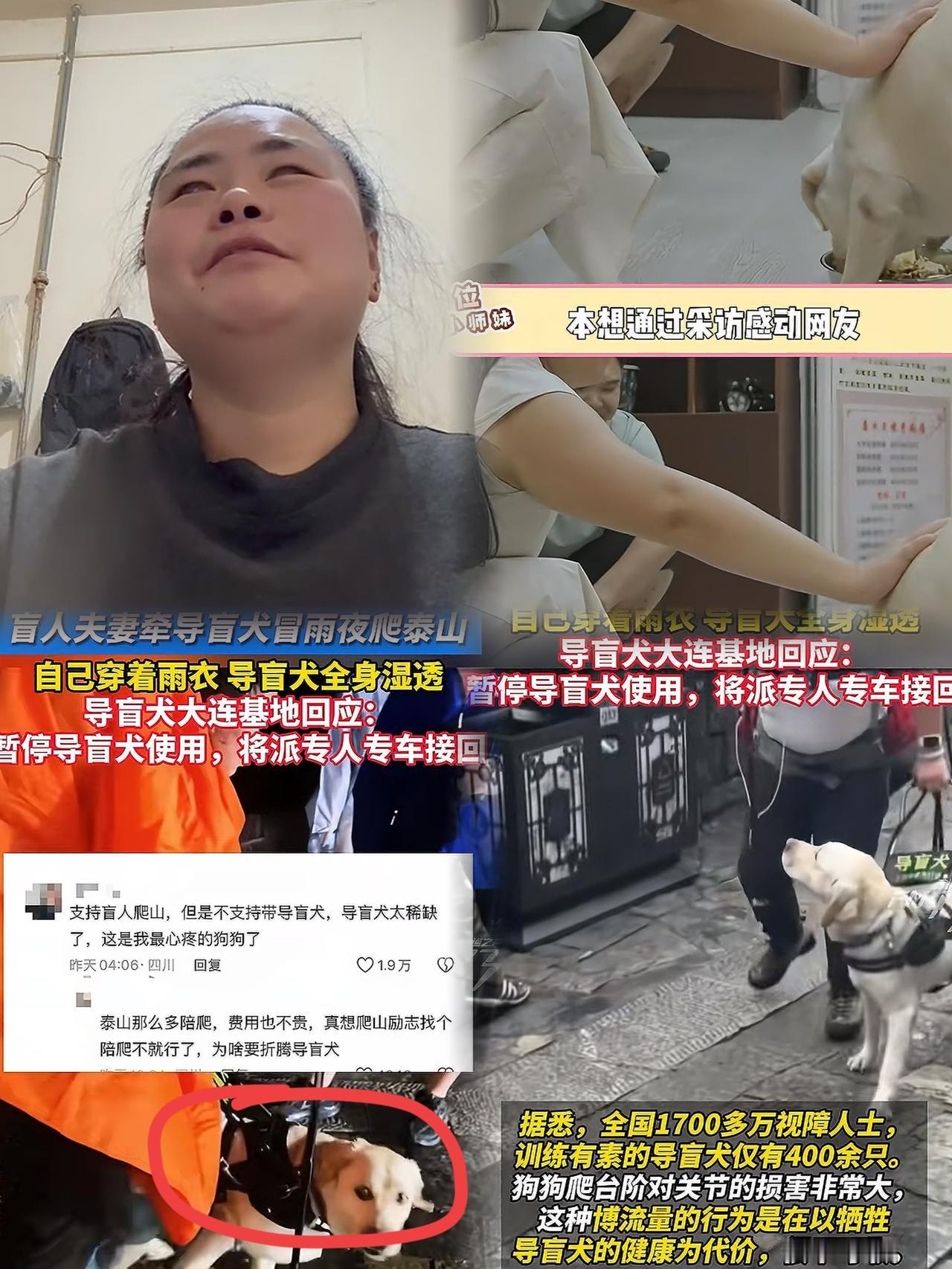 王女士的‘报应’？1600级台阶成了导盲犬芬迪的‘噩梦’！关节磨损、被迫分离