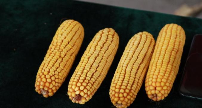 为什么玉米被认为是“外星植物”？一位种了半辈子地的老人告诉我，90%的人都不知道