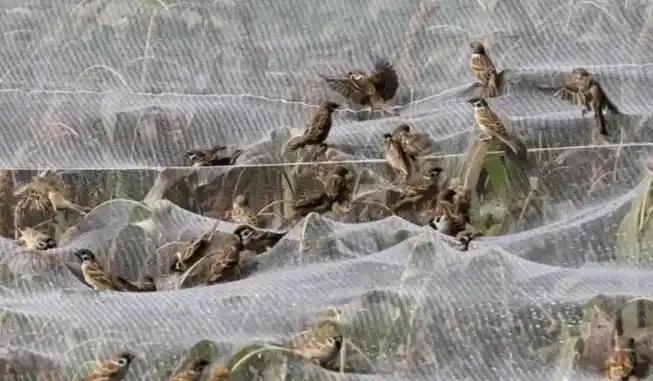 俗话说“一只麻雀等于四两人参”，但是其实麻雀的屎比肉还贵，甚至有人饲养麻雀不为卖