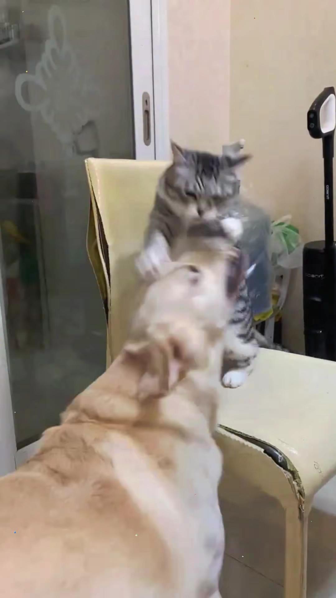 猫猫咪猫猫小猫小猫咪