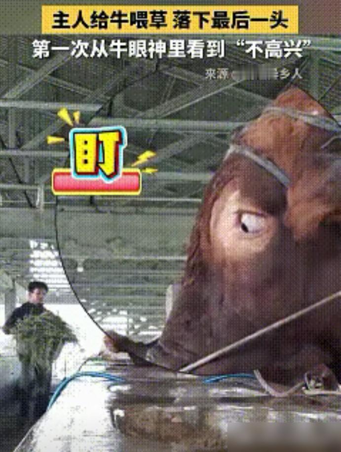 这是成精了！湖北一养殖厂喂牛，主人挨个投喂，唯独漏了队伍最后那头。我搞畜牧养