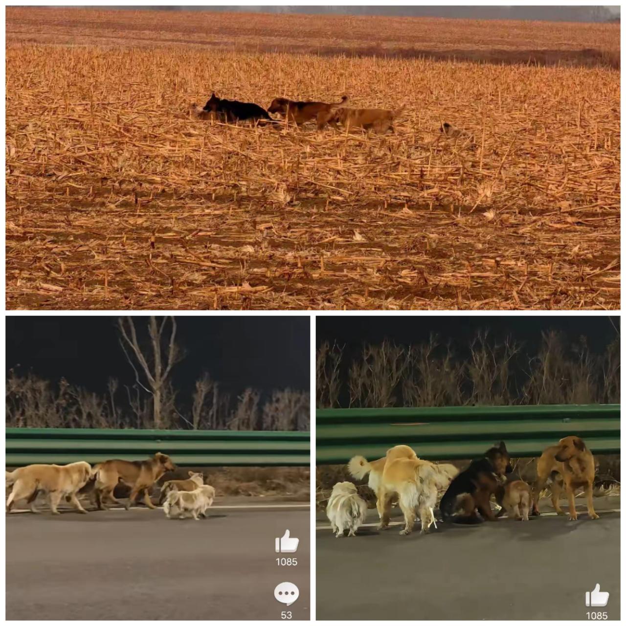七只天天腻在一起玩的小狗被偷狗的给拐走了，结果它们特别争气，居然一起逃出来了！
