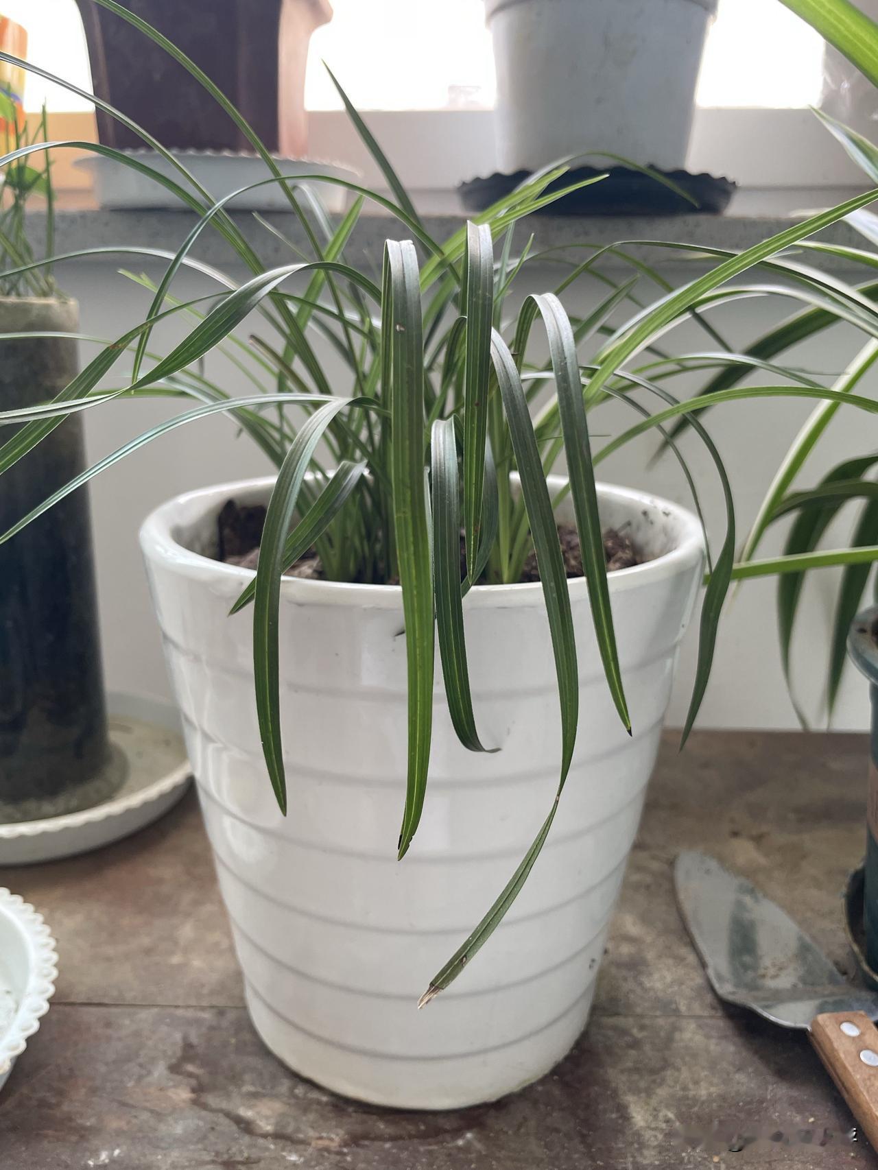 我家的兰花，夏日里长势喜人，果然，植物都是喜欢夏天的。