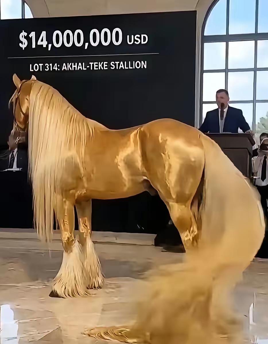 2019年，俄罗斯国际马匹拍卖会上，人们终于见到了源自土库曼斯坦、超过4000年