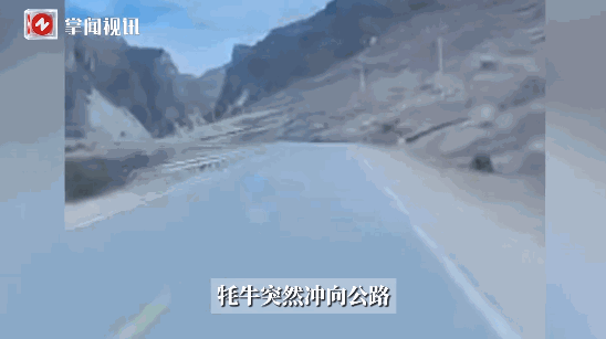 “防不胜防！”17日报道，西藏昌都一男子开车在路上行驶时，路边一头牦牛突然冲着他