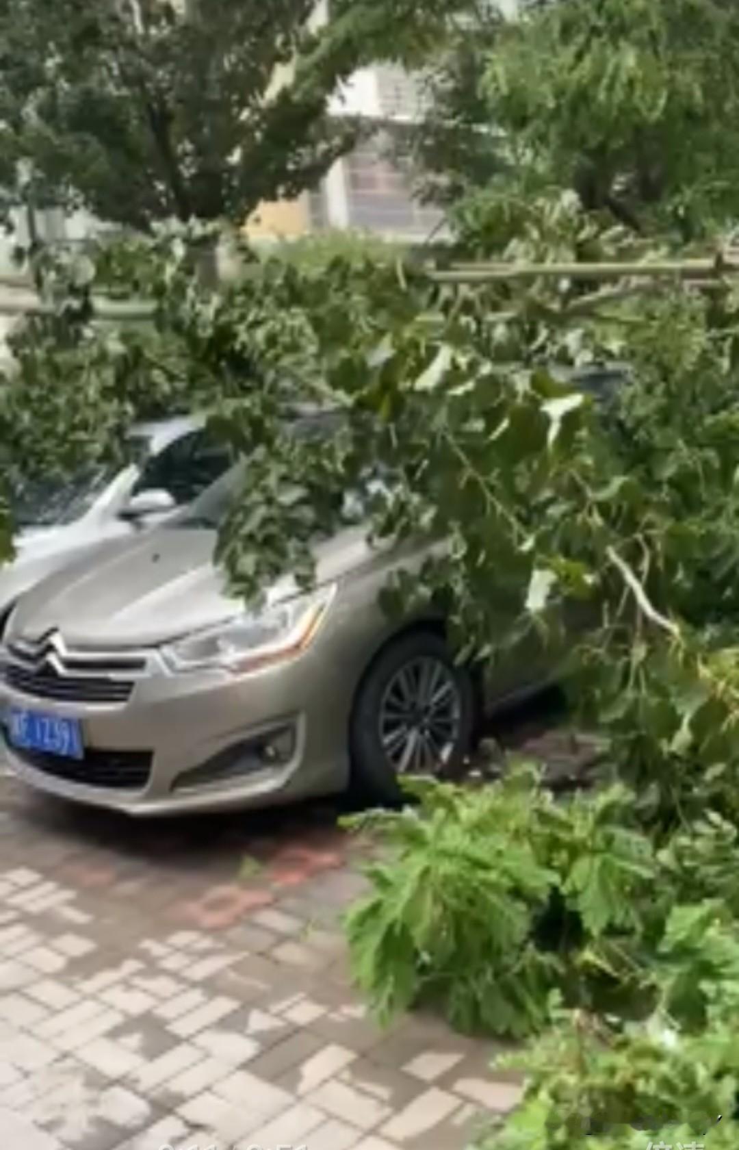昨天傍晚，天津静海那可是突然来了一场狂风暴雨，那风大得就跟一头发了疯的蛮牛似的，