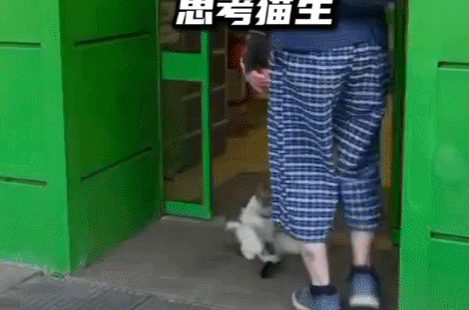 【霸道猫猫挡超市门口思考猫生】近日，俄罗斯一段视频萌翻网友：一只猫咪大咧咧瘫坐