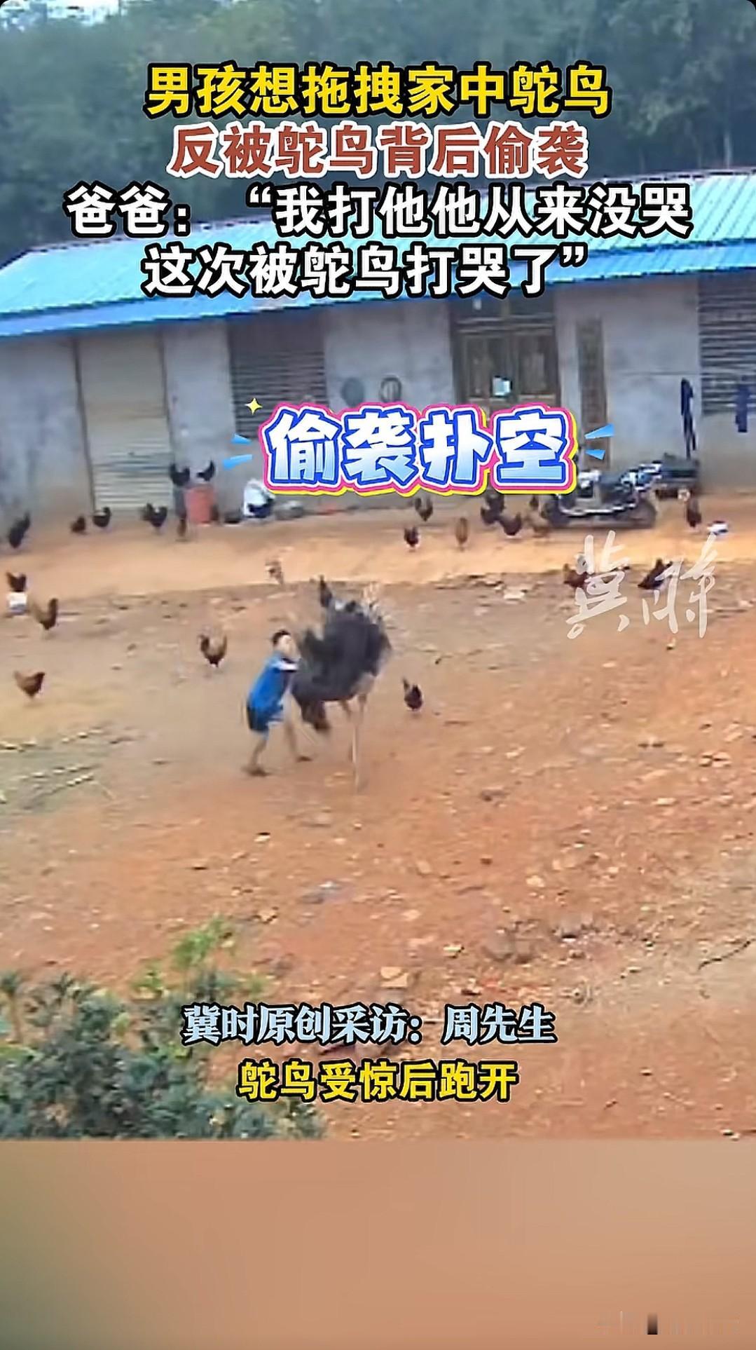 这下好了，不仅江西，全网都知道你被鸵鸟揍了。近日江西抚州，一男孩走到自家养的