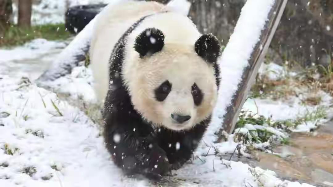 台北动物园：熊猫是大陆赠送的，与日方交换，大陆管不着！​在“台独”分子眼中，国