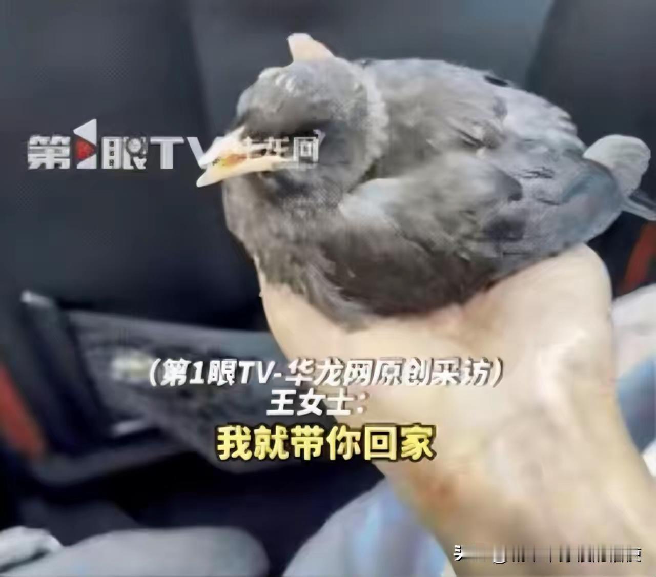 “万物皆有灵！”江西修水，女子在外面吃饭，突然一只小鸟飞了过来，落到她身上不下来