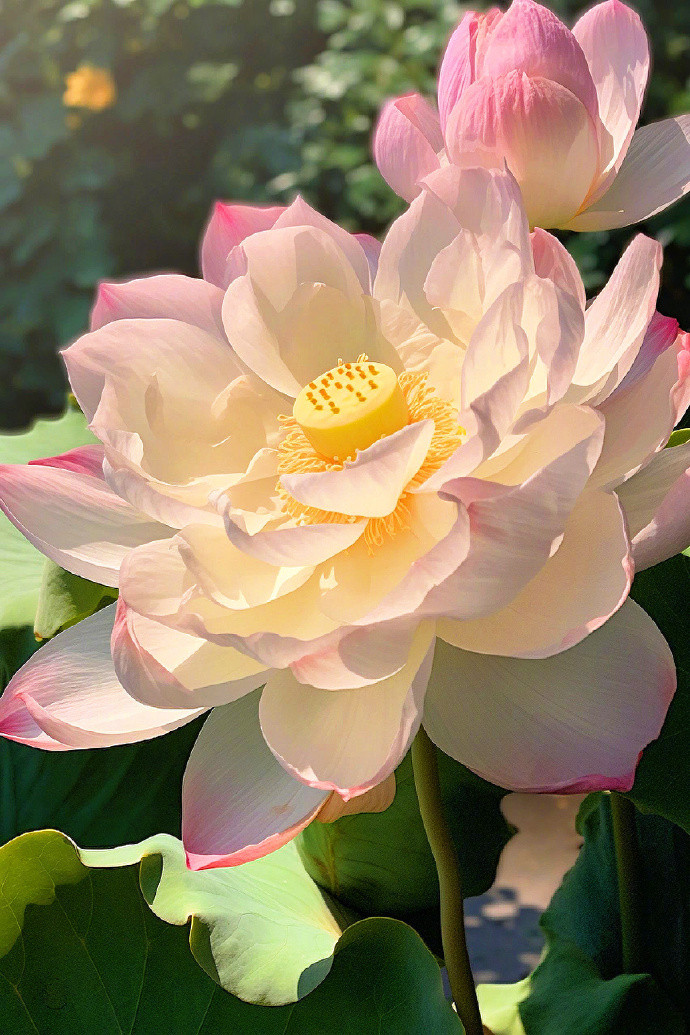 “一花一世界，一叶一菩提…”​​​