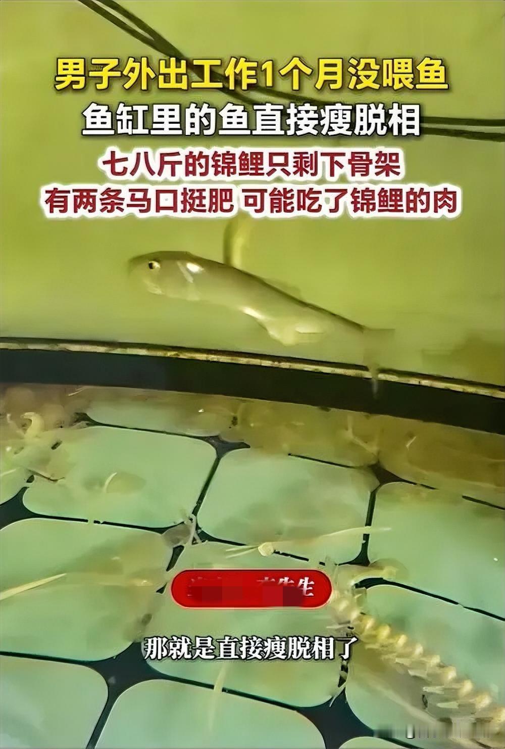 2026年7月山东临沂李先生因外出工作，将养了多年的鱼缸托付给小舅子照料，对方忙
