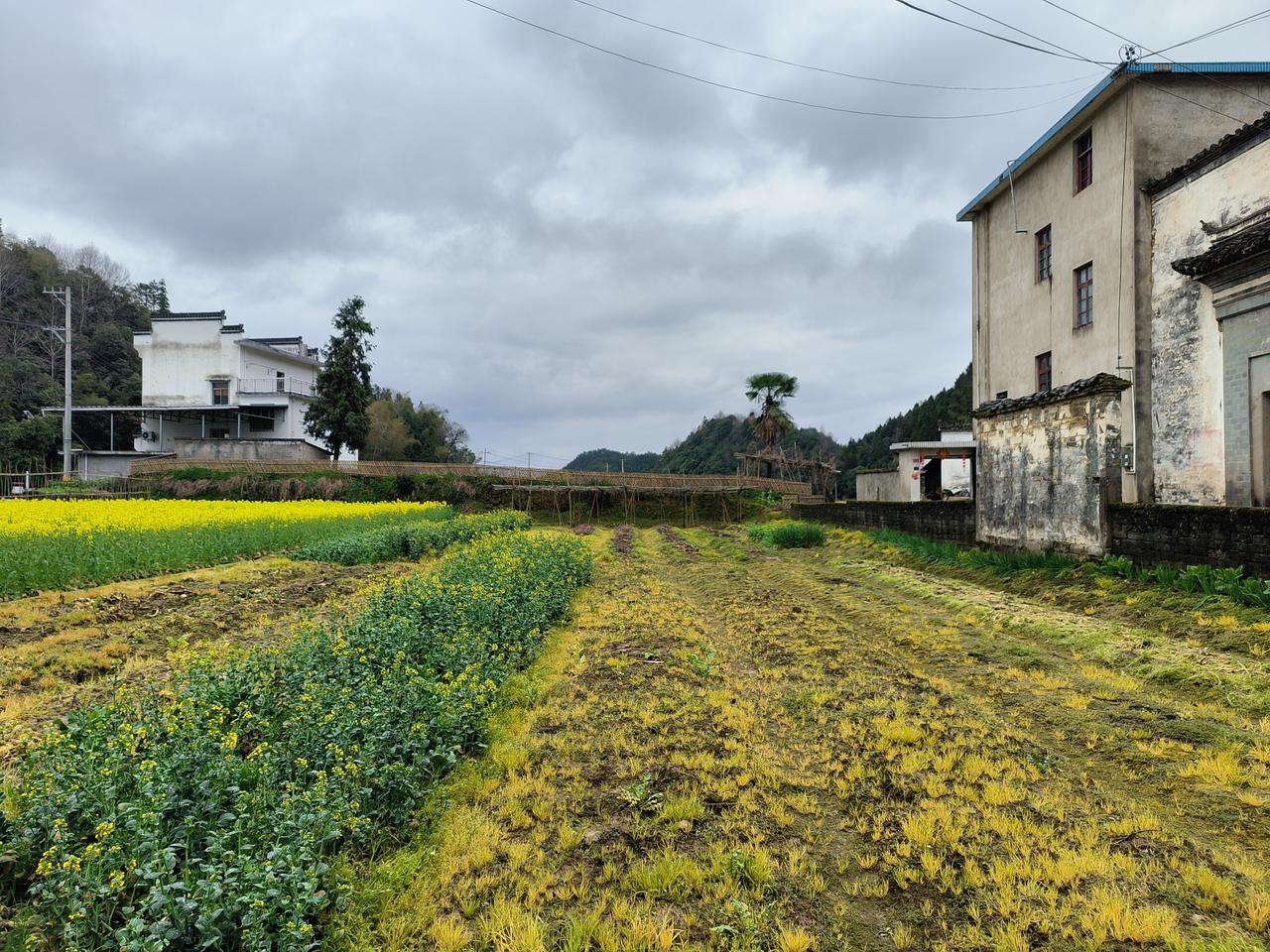 去年三月中旬的油菜花田～🌼🌼🏵️🏵️🌼🌼🌼🏵️🏵️🏵️🌼?