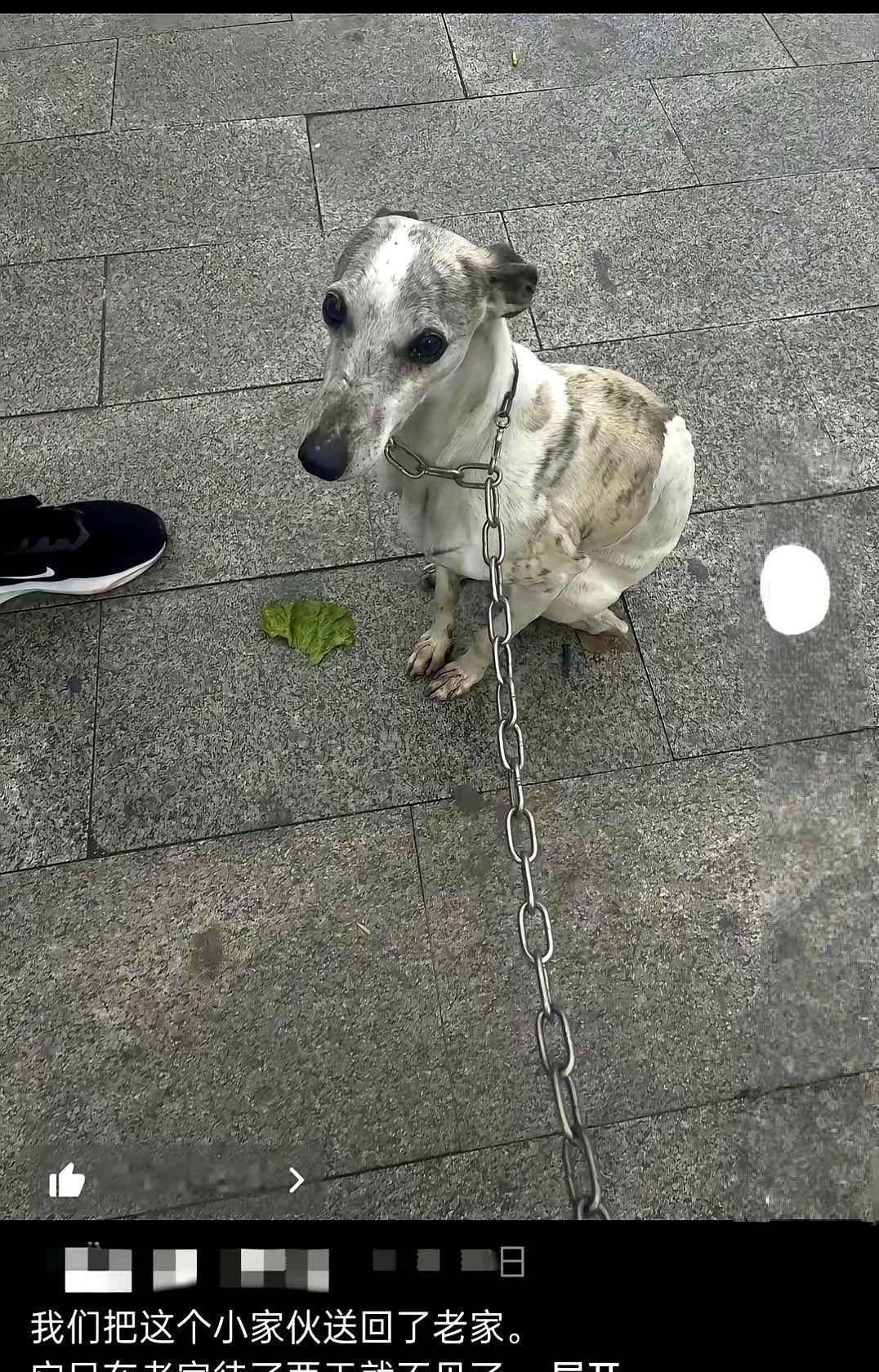 山东一个大姐，把自己养了两年的狗送回了农村老家。她以为是给它换个大院子，让它撒