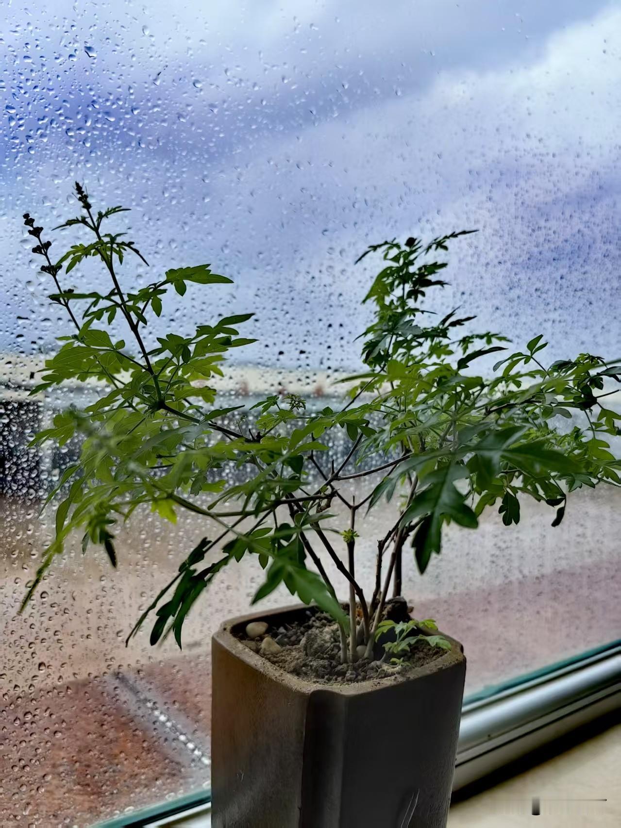 我姐，被家里1米85的“神兽”愁坏了，觉得人生没希望了。这神兽是我姐的儿子，