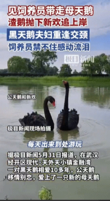 万物皆有灵性！”湖北武汉，一只公天鹅和一只母天鹅相爱10多年，谁料，公天鹅竟移情