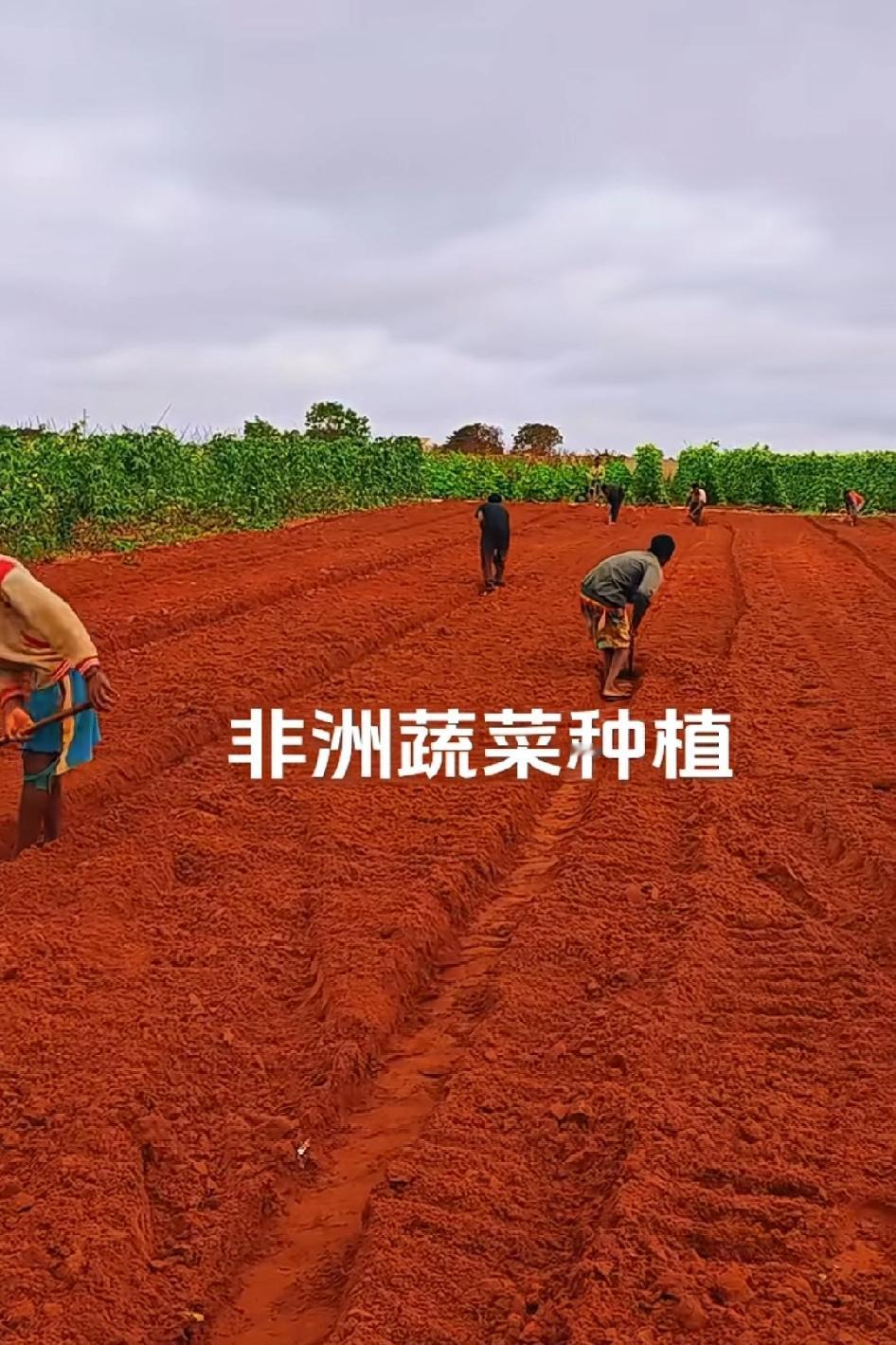 非洲的土地这么红，可以种蔬菜吗？红土地吗？土地不应该是黑色的吗？种茶叶啊，这么