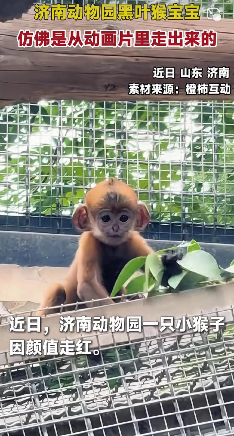 这应该是最漂亮的小猴子😁