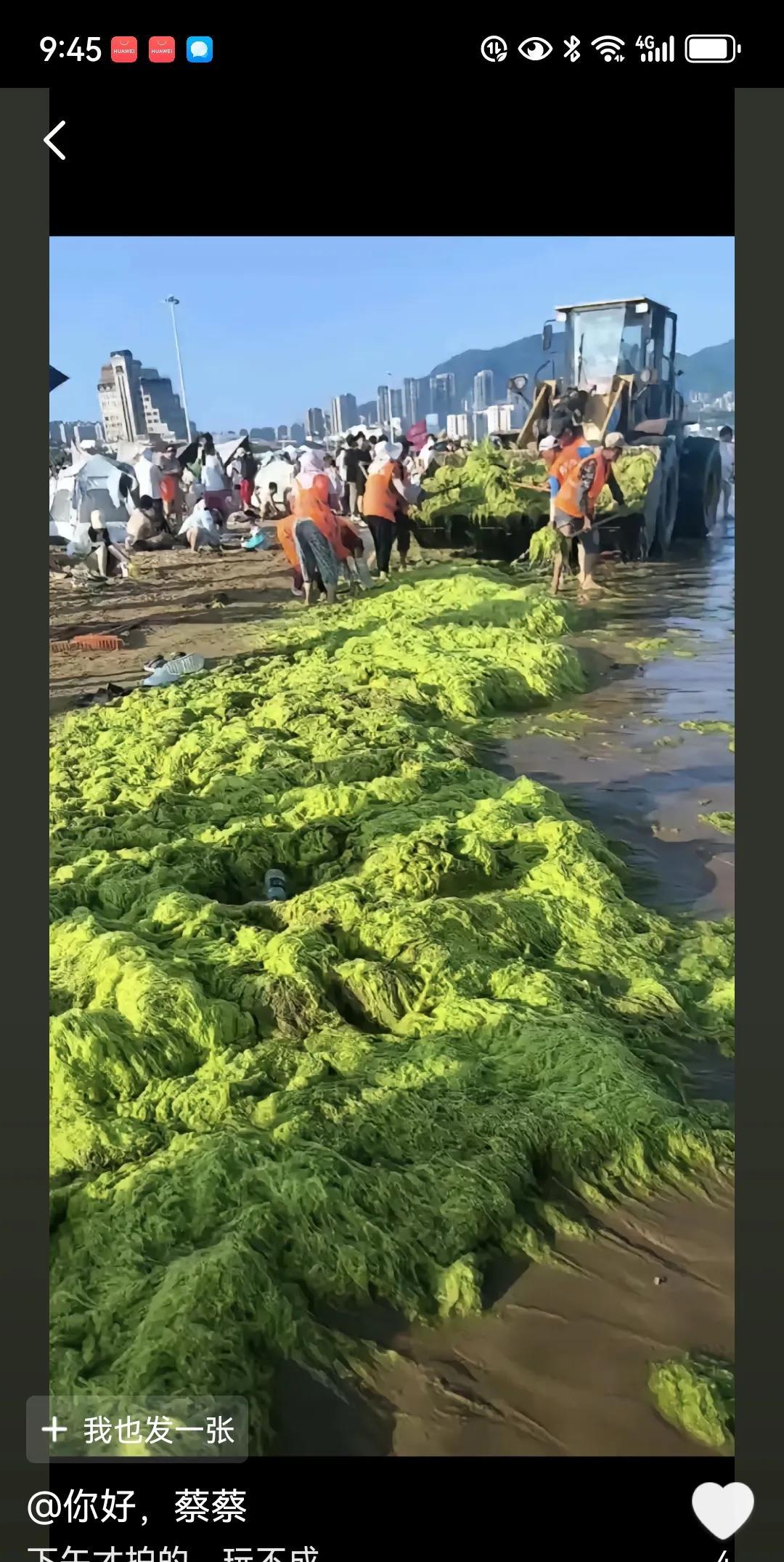 内蒙古的朋友去青岛说，本来想去看海，结果又看到草原了。于是网上一搜，这是什么情