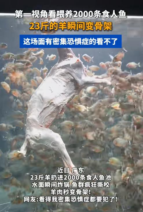 看得人头皮发紧！广东一名博主为了制造足够吸睛的大场面，竟然把一只足足23斤重的整