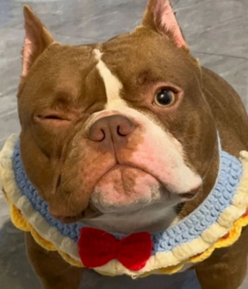 看起来凶神恶煞，其实是撒娇怪？恶霸犬的反差萌太上头了！