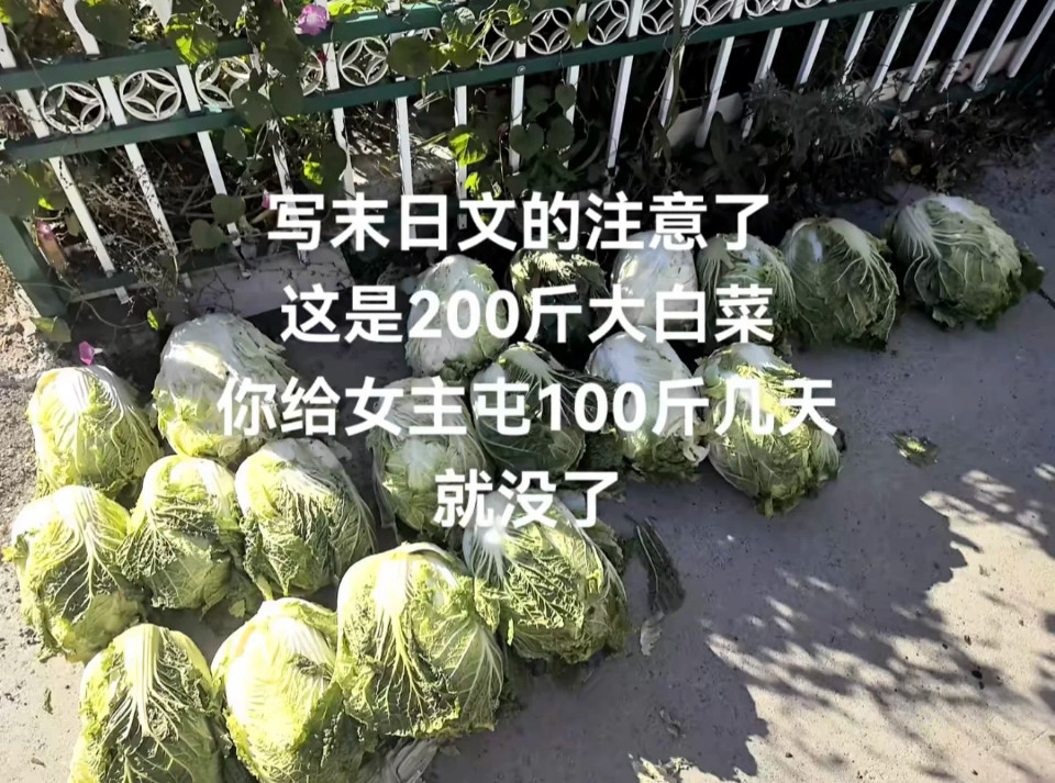 东北囤积菜季大白菜的物语：凛冬将至​​​