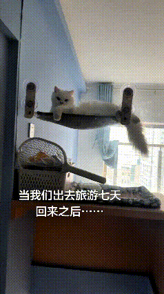 这个视频我看好几遍，都笑出眼泪来了。主人出门旅游，一走就是七天。等终于回到家，一