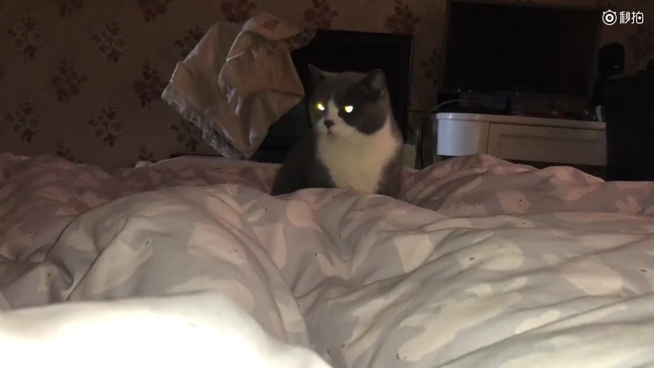 如何在手机上养一只猫 2202948587641698631.jpg?id=0