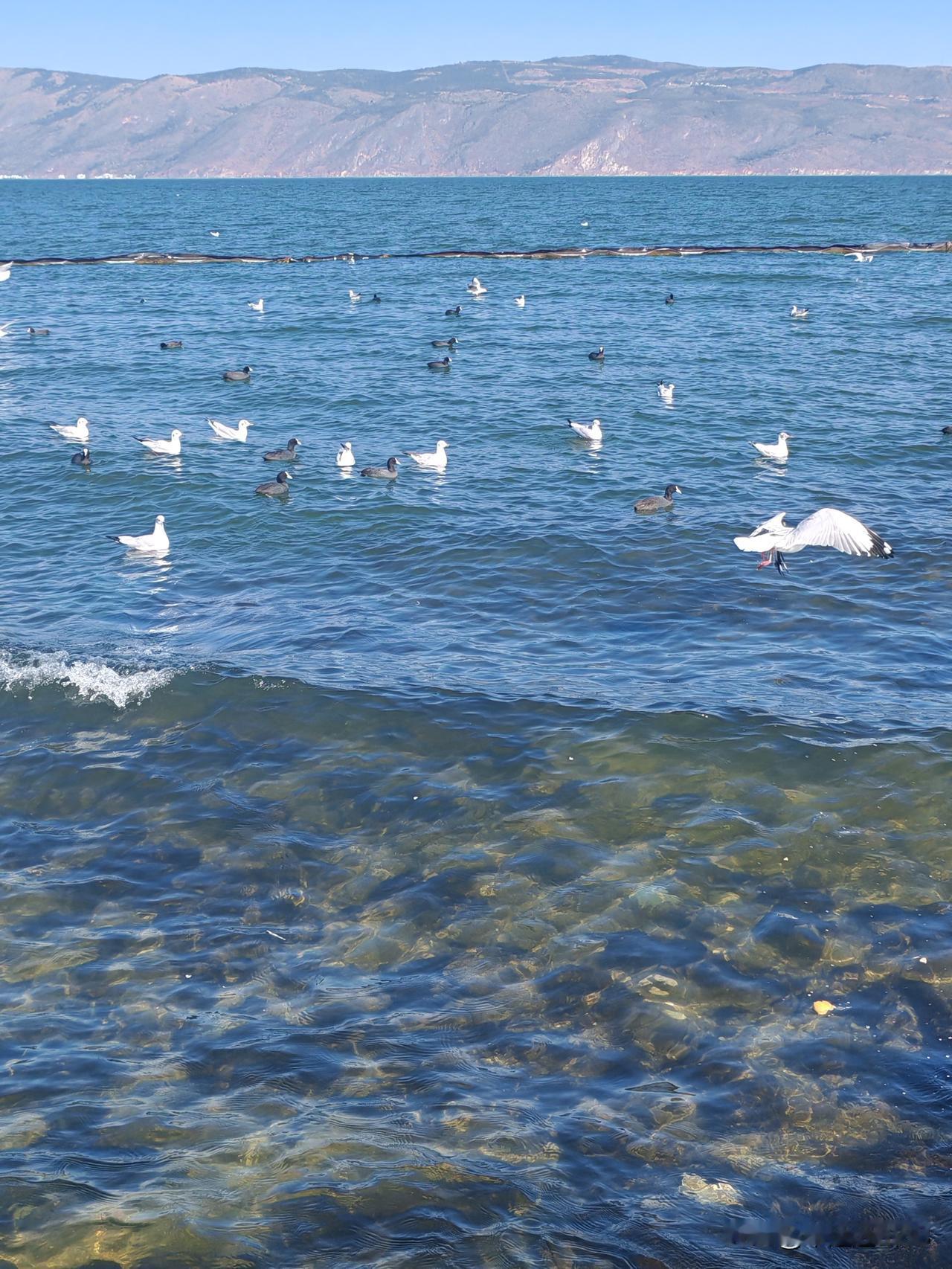 来大理的第二天，路过了磻溪S湾，顺便进去逛了下。却发现洱海西岸磻溪S湾的美和