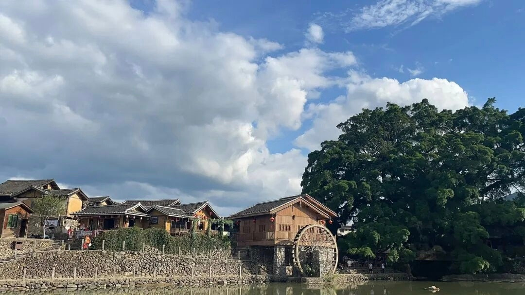 福建600年老榕倒了！这周，受台风“沙德尔”影响，福建全省50条河流发洪水，莆田