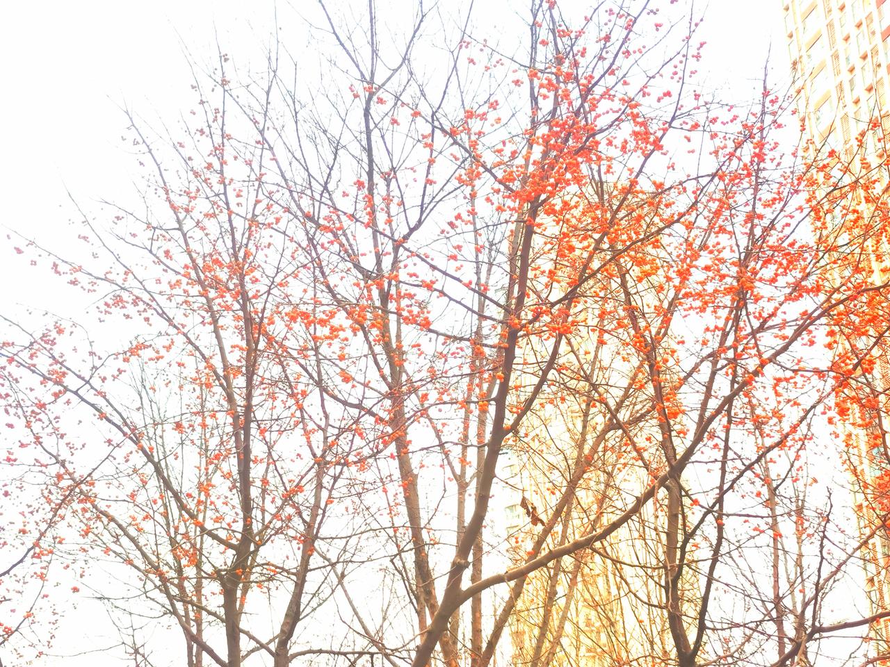 冬至零度以下的气温，依然屹立在枝头的小果子们。