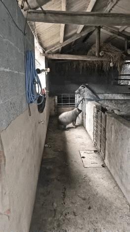 对一头母猪，你们可能不屑一顾，但它们却为此争斗了几个小时