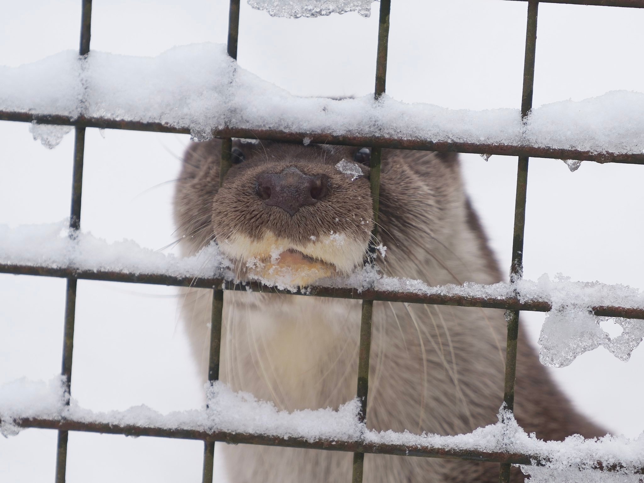 水獭><哈哈哈哈獭的嘴筒子也很好品！【推：uso_otter】