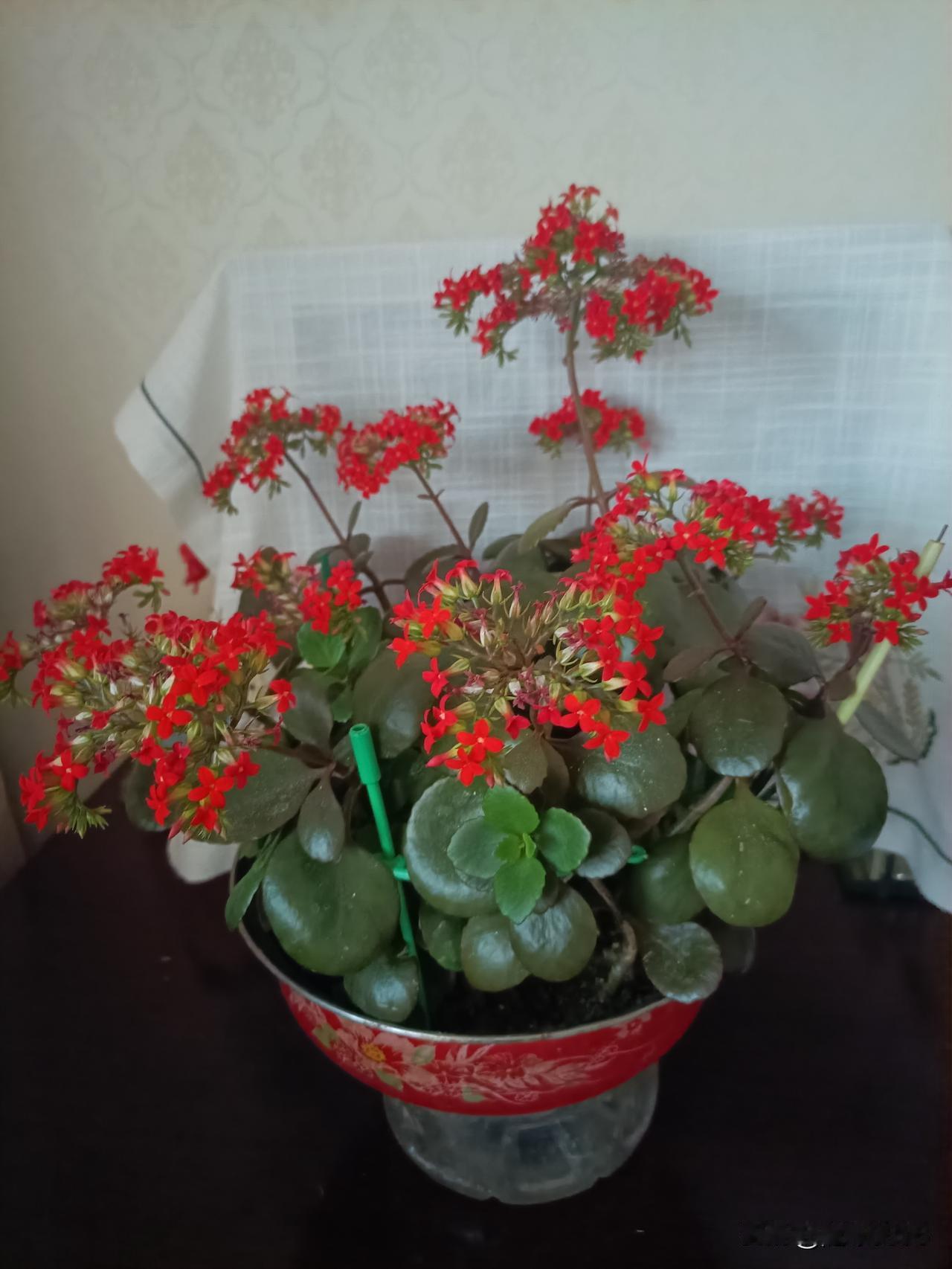 我前两年送给邻居一大盆凤尾长寿花，告诉她少浇水，过一段时间去看，花干死了，叶子全