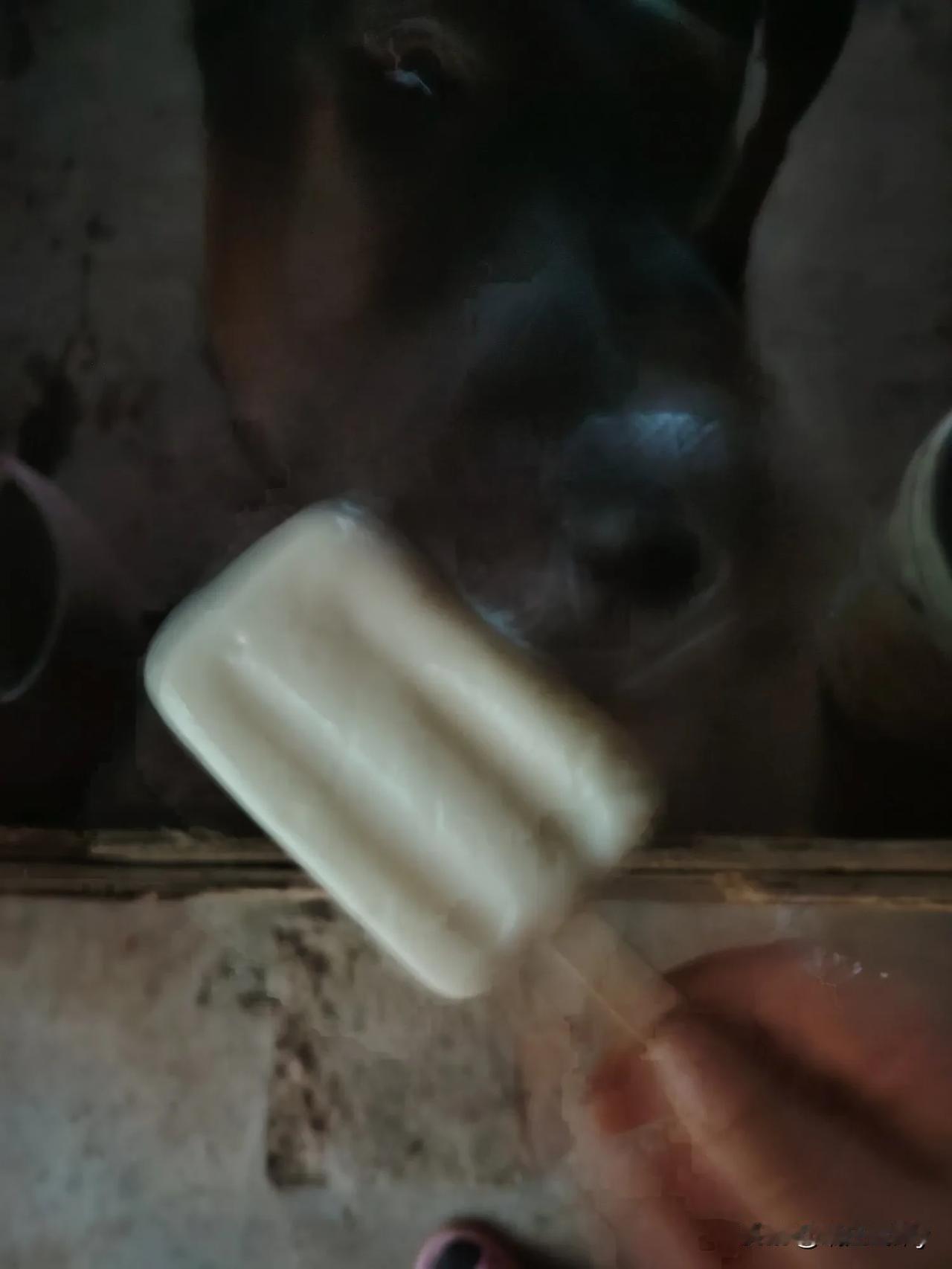 老王，你家几个狗狗还好不？哎呀，我家昨天下午三只狗宝宝不知道咋回事，竟然死了？气