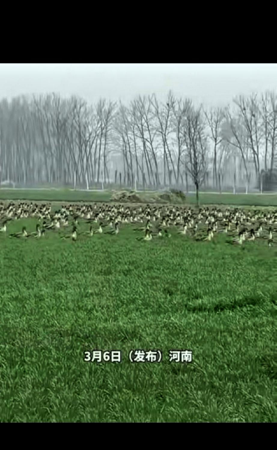 万万没有想到，河南，一男子经过一处麦地时，无意间看到一群大雁停在麦地里，男子也是