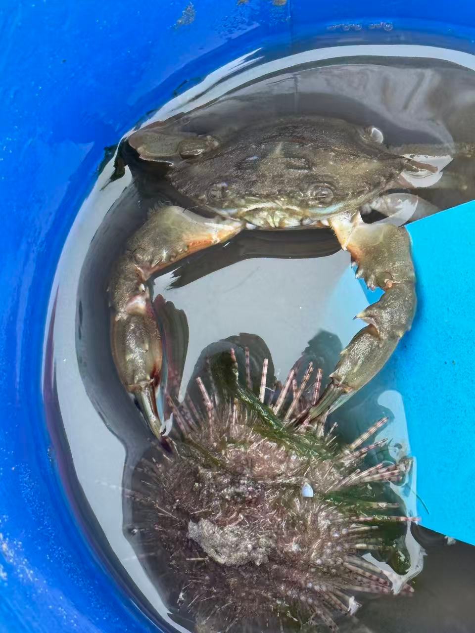 青岛最近赶海的人群，一浪接一浪，随便就能捡到点啥