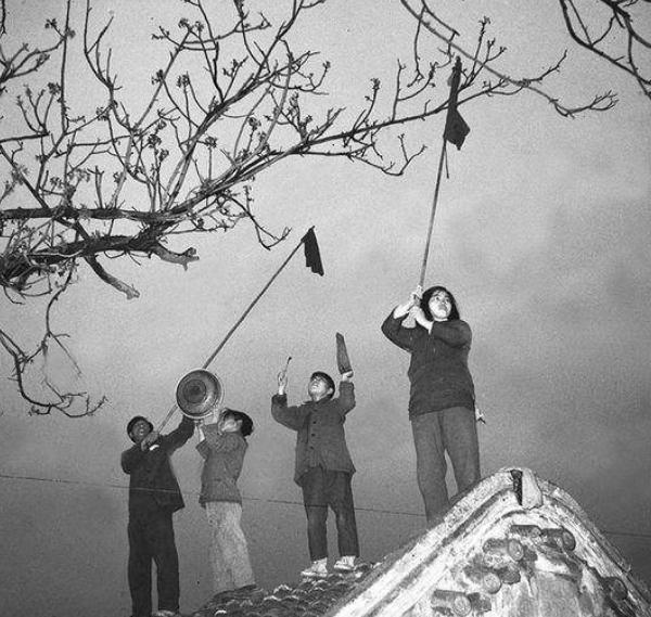 您知道吗？咱们中国曾经差点把麻雀给“灭门”了！这事儿说来话长。1958年那