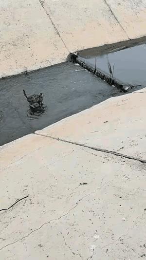 经常投喂的两只流浪狸花猫，这几天到它们经常出现的投喂点都没有看到它们。担心它们遭