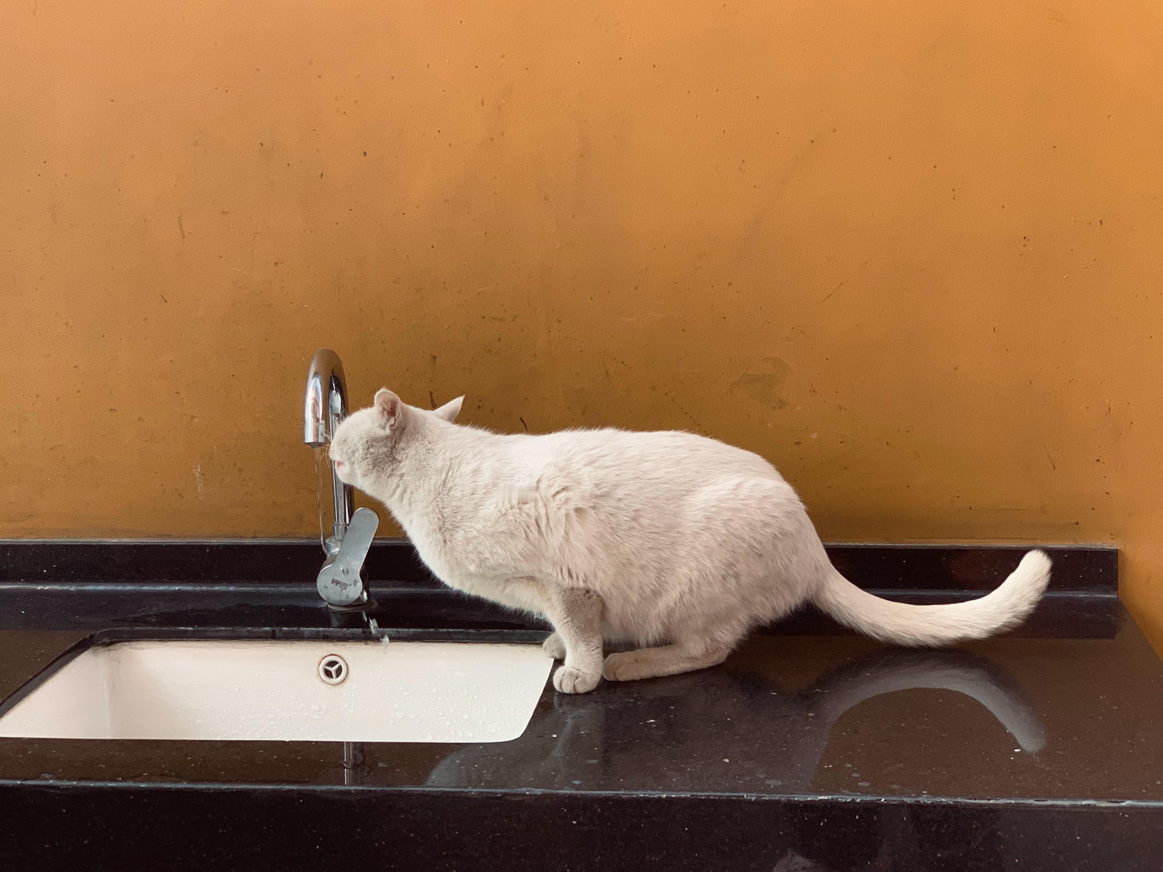 上海龙华寺三只猫在殿内吵架吵架的是不是这两只🐈