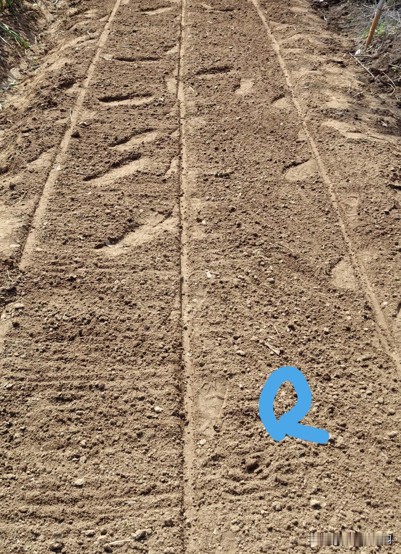 疏松、湿润的土壤环境，最适合栽大蒜。如果是低洼的沙壤地，杂施、施足有机肥，想