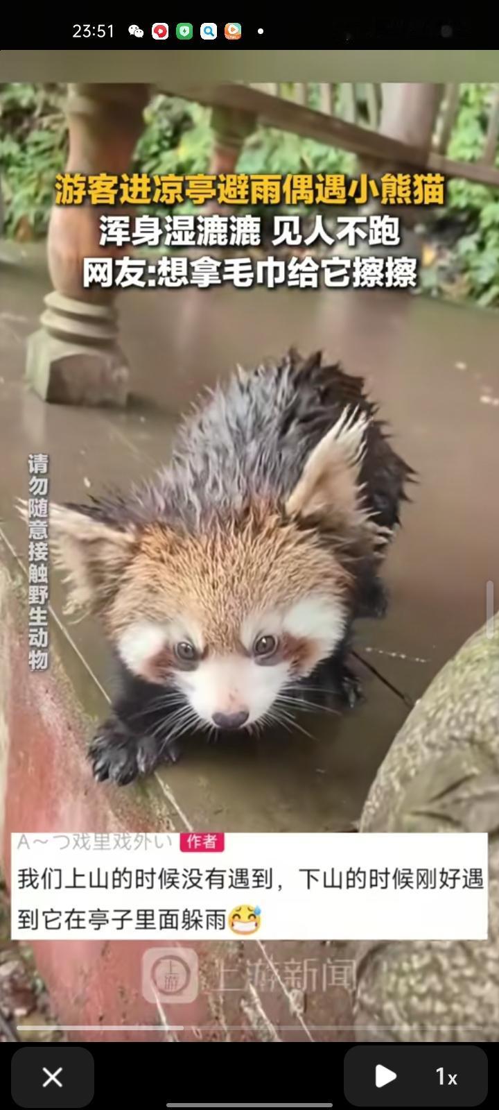11月4日，四川雅安。网友发视频称，自己在瓦屋山上偶遇小熊猫，浑身湿漉漉的，见人