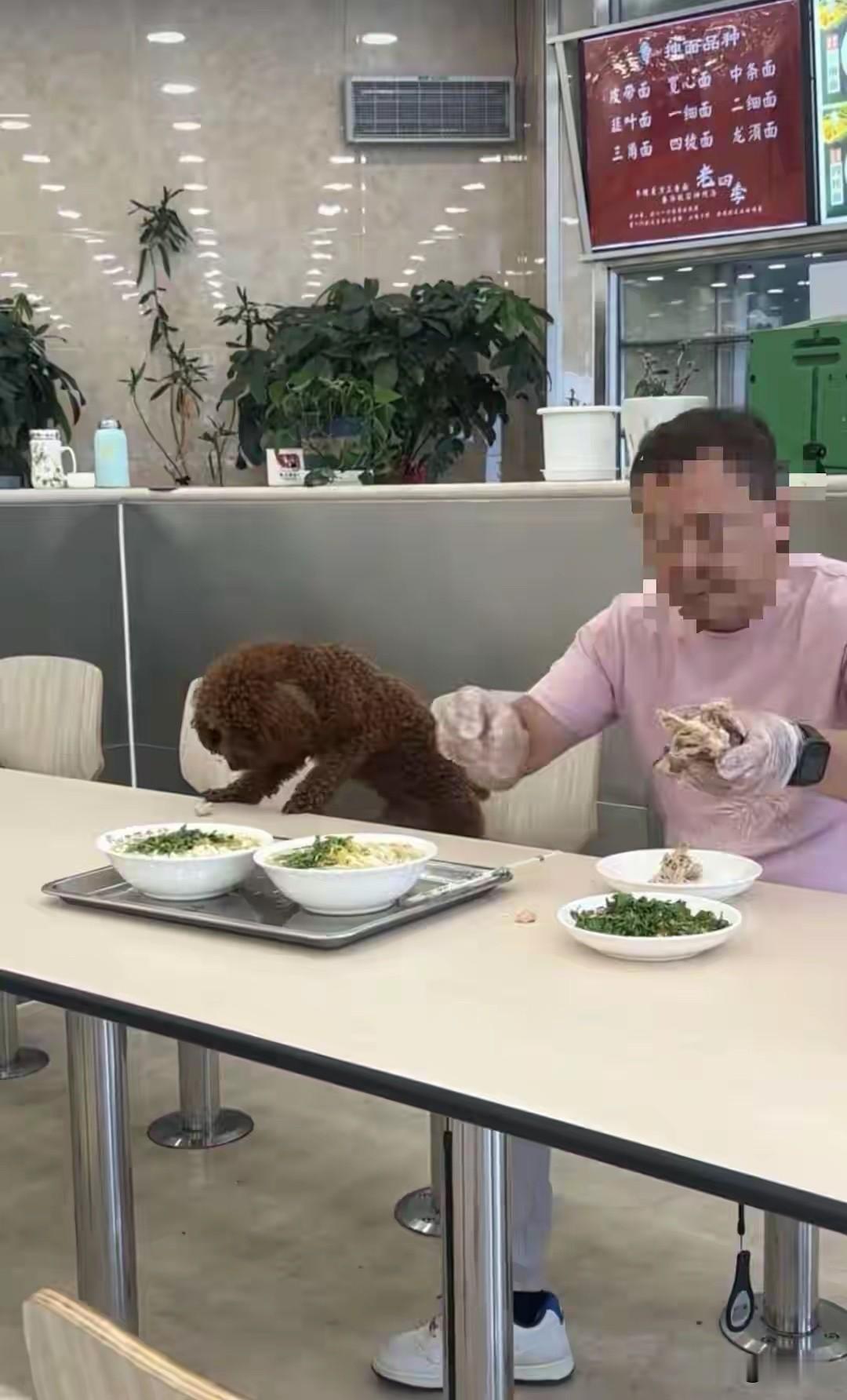饭店桌上喂狗：你那不是爱，是缺德！沈阳，一家知名餐饮店。一名男子带着宠物狗进